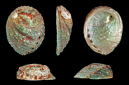 Five views of a Haliotis kamtschatkana shell