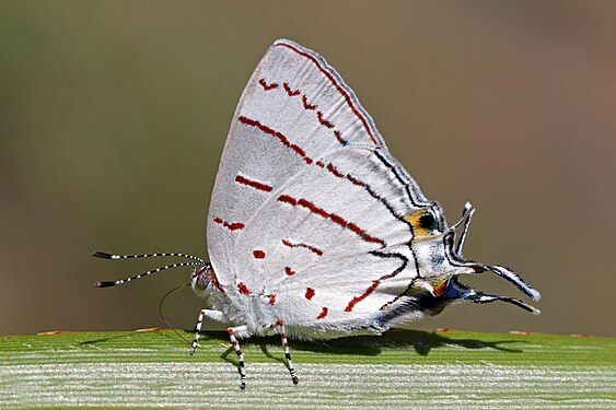 Hemiolaus cobaltina by Charles J. Sharp