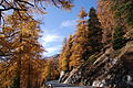 Herbstwald am Ofenpass