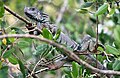 A green iguana at an environmental reserve at La Manzanilla, Jalisco, Mexico