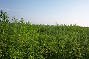 English: Cultivation of industrial hemp for fi...