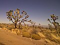 Preserva Nacional Mojave