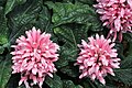 Justicia carnea