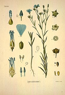 Kohler's Medizinal-Pflanzen in naturgetreuen Abbildungen mit kurz erlauterndem Texte (Plate 16) BHL303594.jpg