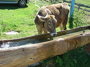 Kemater Alm (Austria) in September 2003. A cow...