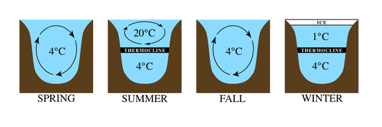 Typical mixing pattern for many lakes, caused by the fact that water is less dense at temperatures other 4degC (the temperature where water is most dense). Lake stratification is stable in summer and winter, becoming unstable in spring and fall when the surface waters cross the 4degC mark. LSE Stratification.png