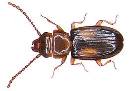 Laemophloeus monilis