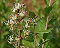 Lawsonia inermis (Mehndi) в Хайдарабаде, AP W IMG 0524.jpg