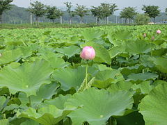 Lotus a l'estany d'Anapji