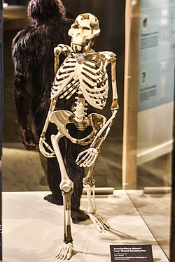 Scheletul unui Australopithecus afarensis de sex feminin, numit Lucy]]