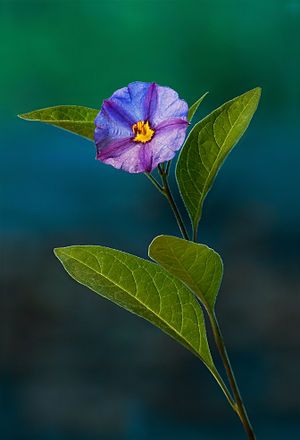 Photographie d’une fleur de Lycianthes rantonnetii.