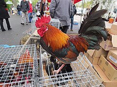 Gallo del mercato di Louhans in Bresse bourguignonne