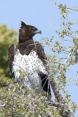 Martial Eagle (Polemaetus bellicosus) near Okaukuejo in Etosha