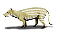 Merycoidodon, Oreodont, North America