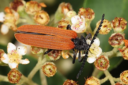 Metriorrhynchus rhipidius at Lycidae, by Fir0002