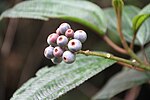 Miniatura para Miconia mirabilis