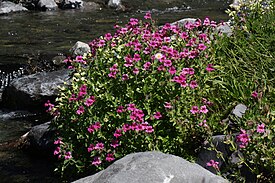 Puna-apinankukka (Mimulus lewisii)