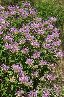 Monarda fistulosa Arkansas.jpg