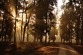 Forêt ouverte