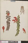 Columnea gloriosa, 1918