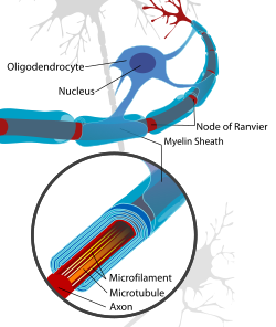 Neuron with oligodendrocyte and myelin sheath.svg