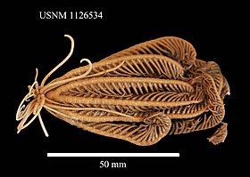 Notocrinus virilis