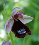 Ophrys bertolonii bertolonii