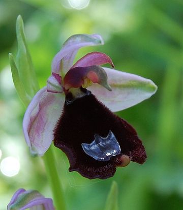 Ophrys bertolonii Ficuzza 0071.JPG