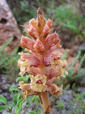 blanka orobanko (Orobanche alba)