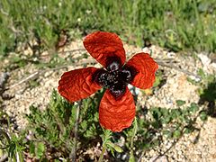 Description de l'image Papaver argemone 1.jpg.