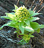 Japans hoefblad (Petasites japonicus)