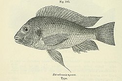 Häijykivikkohautoja (Petrochromis polyodon)