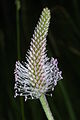 Plantago mediaகாம்பிலி