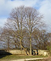 Burglinde (Goethelinde)