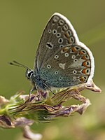 Polyommatus thersites – Flügelunterseite