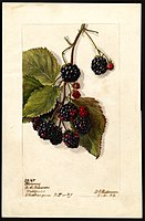 Image of the Blowers variety of blackberries (scientific name: Rubus subg. Rubus Watson), with this specimen originating in Westfield, Chautauqua County, New York, United States. (1904)