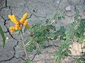 Miniatura para Prosopis reptans