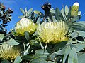 The large Wagon-tree Protea grows in the northern stretches of Peninsula Granite Fynbos.