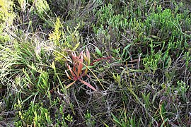 Protea tenax