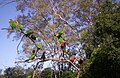 Rainbow Lorikeets at Lone Pine Koala Sanctuary