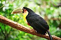 Green-billed toucan (Ramphastos dicolorus)