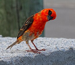 Madagaszkári vörös fodi (Foudia madagascariensis)