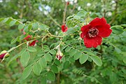 'Geranium' (Royal Horticultural Society, voor 1938)