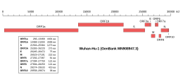 SARS-CoV-2 genome.svg