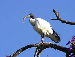 Afrikinis šventasis ibis (Threskiornis aethiopicus)