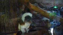 Файл: Saguinus oedipus - зоопарк уэно 2010.ogv