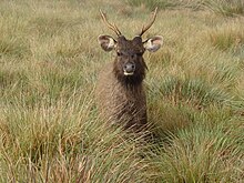 front view of a large brown deer with antlers