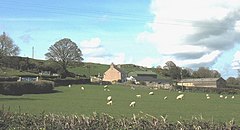 Овцы на ферме Тан-ир-Оллт, Ллангристиолус - geograph.org.uk - 801348.jpg