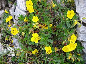 Soløje (Helianthemum nummularium)