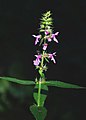 Stachys palustris